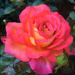 Parfum De Grasse Rose Seedlings Flower Seeds Perennial Growing Bonsai Corms Tubers Potted Planting Reblooming Fragrant Garden Roots Rhizomes Species Blooms Plant Bulbs Gardening Tree