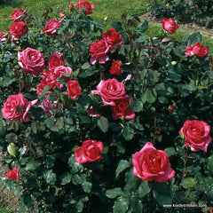 Parole Wanda Ferragamo Rose Seedlings Flower Seeds Perennial Growing Bonsai Corms Tubers Potted Planting Reblooming Fragrant Garden Roots Rhizomes Species Blooms Plant Bulbs Gardening Tree