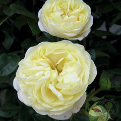 Partrisia Ken Rose Seedlings Flower Seeds Perennial Growing Bonsai Corms Tubers Potted Planting Reblooming Fragrant Garden Roots Rhizomes Species Blooms Plant Bulbs Gardening Tree