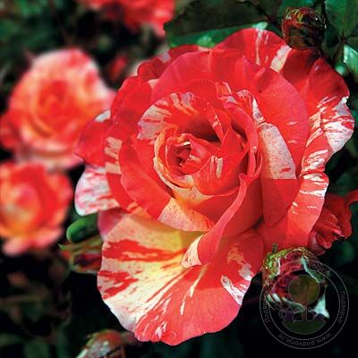 Paul Gauguin Rose Seedlings Flower Seeds Perennial Growing Bonsai Corms Tubers Potted Planting Reblooming Fragrant Garden Roots Rhizomes Species Blooms Plant Bulbs Gardening Tree