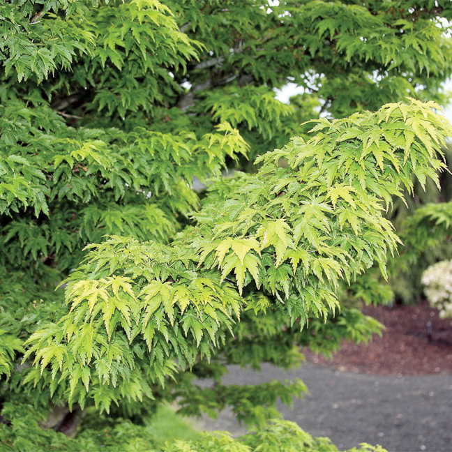 Acer 'Mikawa Yatsubusa' - Plants Seeds