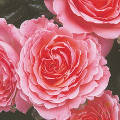 Pink Abundance Rose Seedlings Flower Seeds Perennial Growing Bonsai Corms Tubers Potted Planting Reblooming Fragrant Garden Roots Rhizomes Species Blooms Plant Bulbs Gardening Tree