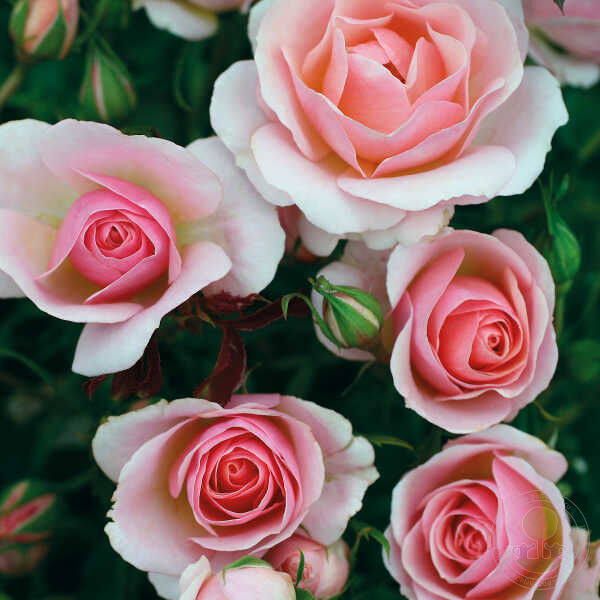 Pink Champagne Rose Seedlings Flower Seeds Perennial Growing Bonsai Corms Tubers Potted Planting Reblooming Fragrant Garden Roots Rhizomes Species Blooms Plant Bulbs Gardening Tree