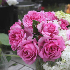 Pompadour Rose Seedlings Flower Seeds Perennial Growing Bonsai Corms Tubers Potted Planting Reblooming Fragrant Garden Roots Rhizomes Species Blooms Plant Bulbs Gardening Tree