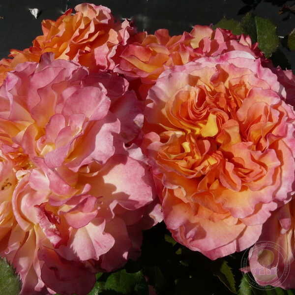 Pour L'amour D'un Chateau Rose Seedlings Flower Seeds Perennial Growing Bonsai Corms Tubers Potted Planting Reblooming Fragrant Garden Roots Rhizomes Species Blooms Plant Bulbs Gardening Tree