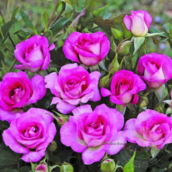 Prima bacho barney Rose Seedlings Flower Seeds Perennial Growing Bonsai Corms Tubers Potted Planting Reblooming Fragrant Garden Roots Rhizomes Species Blooms Plant Bulbs Gardening Tree