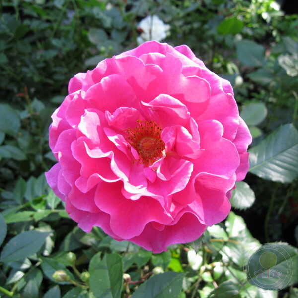 Princess Alexandra Renaissance Rose Seedlings Flower Seeds Perennial Growing Bonsai Corms Tubers Potted Planting Reblooming Fragrant Garden Roots Rhizomes Species Blooms Plant Bulbs Gardening Tree