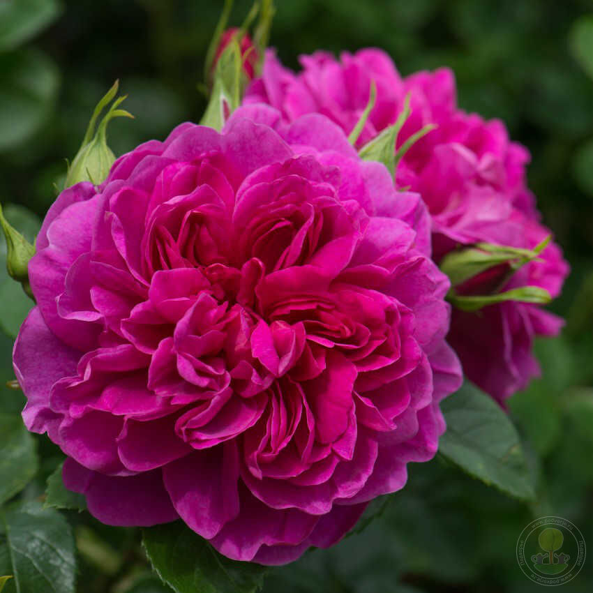 Princess Anne Rose Seedlings Flower Seeds Perennial Growing Bonsai Corms Tubers Potted Planting Reblooming Fragrant Garden Roots Rhizomes Species Blooms Plant Bulbs Gardening Tree - Seedsplant