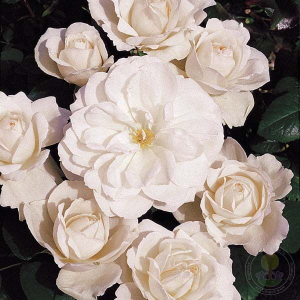 Princess of Wales Rose Seedlings Flower Seeds Perennial Growing Bonsai Corms Tubers Potted Planting Reblooming Fragrant Garden Roots Rhizomes Species Blooms Plant Bulbs Gardening Tree