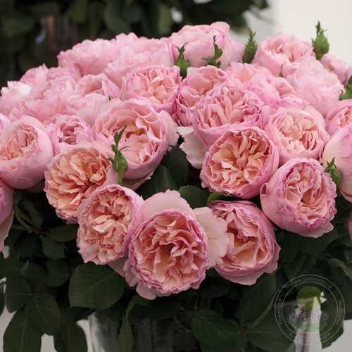 Princesse Charlene De Monaco Rose Seedlings Flower Seeds Perennial Growing Bonsai Corms Tubers Potted Planting Reblooming Fragrant Garden Roots Rhizomes Species Blooms Plant Bulbs Gardening Tree - Seedsplant