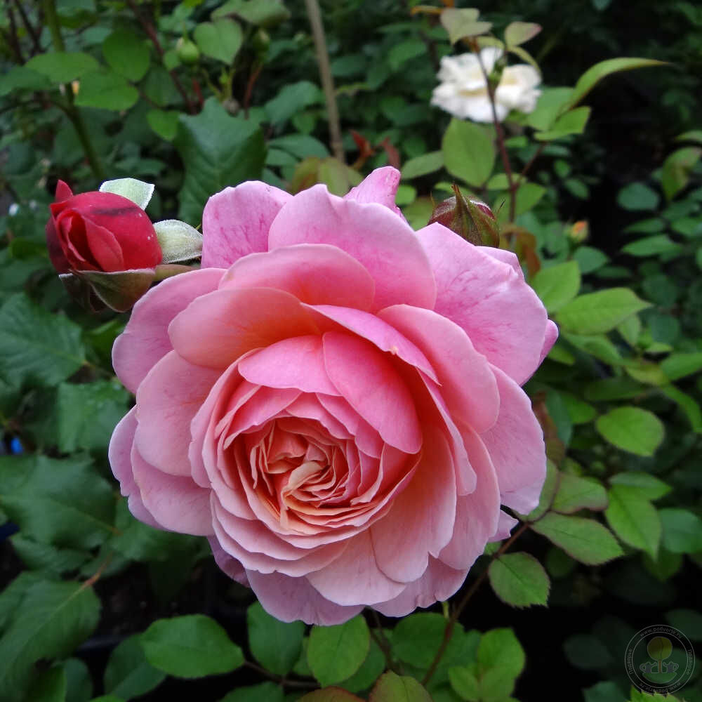 By p.j. redute Rose Seedlings Flower Seeds Perennial Growing Bonsai Corms Tubers Potted Planting Reblooming Fragrant Garden Roots Rhizomes Species Blooms Plant Bulbs Gardening Tree - Seedsplant