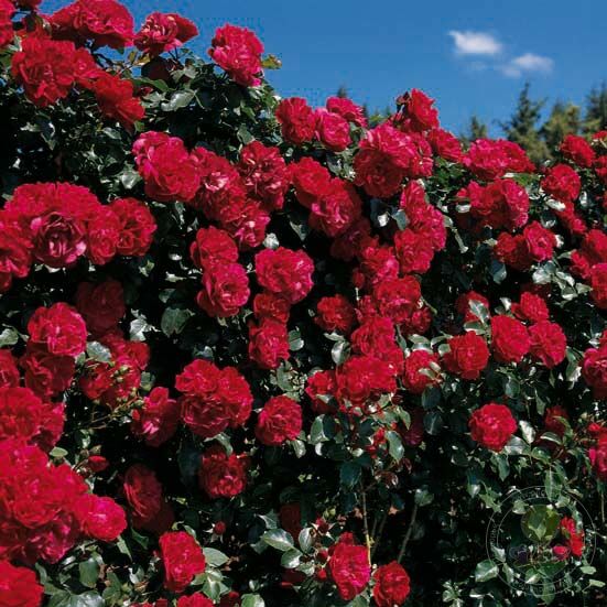 Prodige ecarlat colossal meideland Rose Seedlings Flower Seeds Perennial Growing Bonsai Corms Tubers Potted Planting Reblooming Fragrant Garden Roots Rhizomes Species Blooms Plant Bulbs Gardening Tree