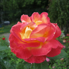 Pulman Orient express Rose Seedlings Flower Seeds Perennial Growing Bonsai Corms Tubers Potted Planting Reblooming Fragrant Garden Roots Rhizomes Species Blooms Plant Bulbs Gardening Tree