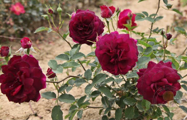 Purple Emperor Rose Seedlings Flower Seeds Perennial Growing Bonsai Corms Tubers Potted Planting Reblooming Fragrant Garden Roots Rhizomes Species Blooms Plant Bulbs Gardening Tree - Seedsplant