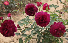 Purple Emperor Rose Seedlings Flower Seeds Perennial Growing Bonsai Corms Tubers Potted Planting Reblooming Fragrant Garden Roots Rhizomes Species Blooms Plant Bulbs Gardening Tree - Seedsplant