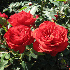 Francois Rabelais Rose Plant Seedlings Flower Seeds Perennial Growing Bonsai Corms Tubers Potted Planting Reblooming Fragrant Garden Roots Rhizomes Species Blooms Bulbs Gardening Tree
