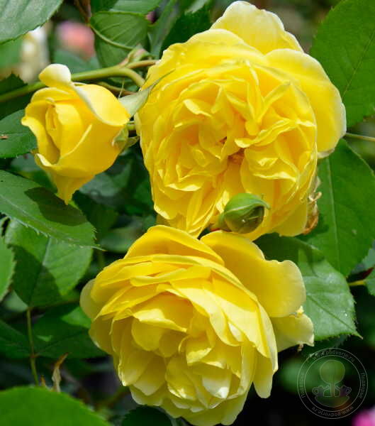 Rainbow for children Rose Seedlings Flower Seeds Perennial Growing Bonsai Corms Tubers Potted Planting Reblooming Fragrant Garden Roots Rhizomes Species Blooms Plant Bulbs Gardening Tree