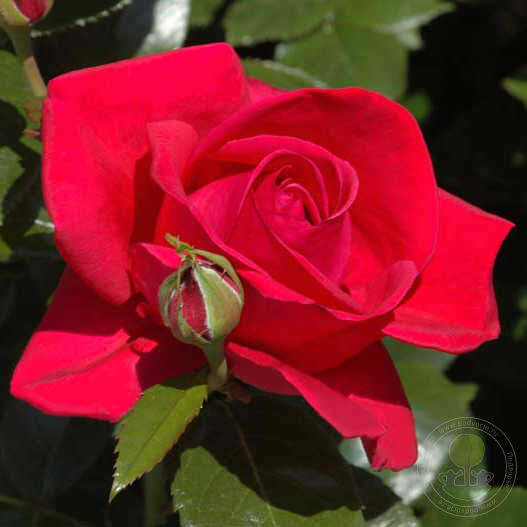 Red flume pletistaRose Seedlings Flower Seeds Perennial Growing Bonsai Corms Tubers Potted Planting Reblooming Fragrant Garden Roots Rhizomes Species Blooms Plant Bulbs Gardening Tree