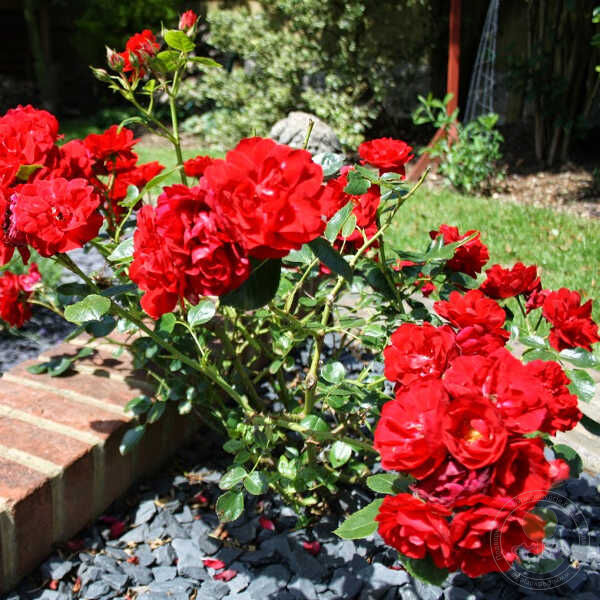 Red Hat Lady Rose Seedlings Flower Seeds Perennial Growing Bonsai Corms Tubers Potted Planting Reblooming Fragrant Garden Roots Rhizomes Species Blooms Plant Bulbs Gardening Tree