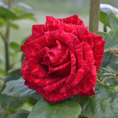 Red Intuition Rose Seedlings Flower Seeds Perennial Growing Bonsai Corms Tubers Potted Planting Reblooming Fragrant Garden Roots Rhizomes Species Blooms Plant Bulbs Gardening Tree