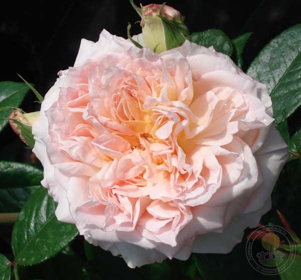 Reflets de Nacre Rose Seedlings Flower Seeds Perennial Growing Bonsai Corms Tubers Potted Planting Reblooming Fragrant Garden Roots Rhizomes Species Blooms Plant Bulbs Gardening Tree