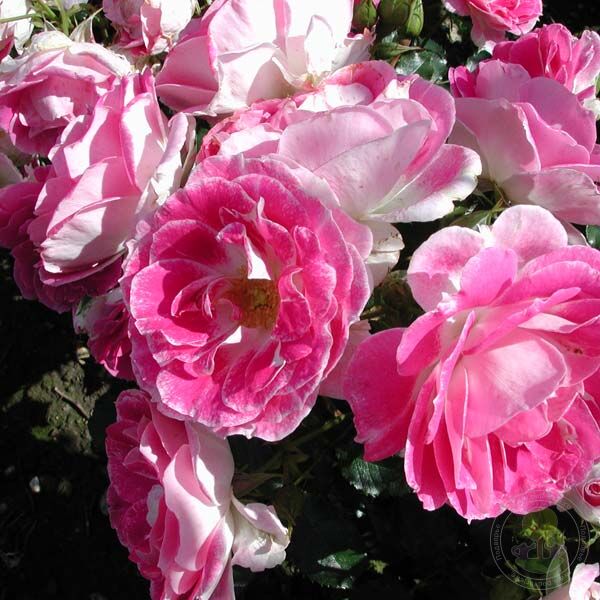 Regensberg Rose Seedlings Flower Seeds Perennial Growing Bonsai Corms Tubers Potted Planting Reblooming Fragrant Garden Roots Rhizomes Species Blooms Plant Bulbs Gardening Tree