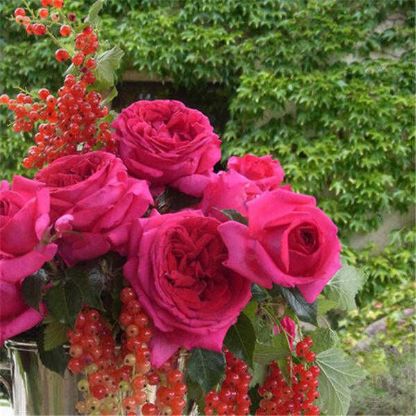Reggie marcon Rose Seedlings Flower Seeds Perennial Growing Bonsai Corms Tubers Potted Planting Reblooming Fragrant Garden Roots Rhizomes Species Blooms Plant Bulbs Gardening Tree - Seedsplant