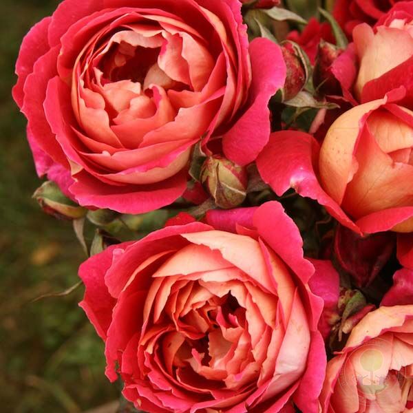 Reine Sammut Rose Seedlings Flower Seeds Perennial Growing Bonsai Corms Tubers Potted Planting Reblooming Fragrant Garden Roots Rhizomes Species Blooms Plant Bulbs Gardening Tree