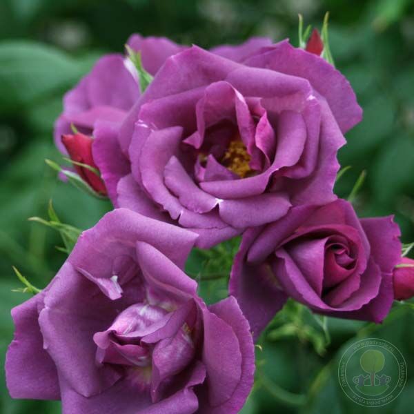 Rapsodi in blue Rose Seedlings Flower Seeds Perennial Growing Bonsai Corms Tubers Potted Planting Reblooming Fragrant Garden Roots Rhizomes Species Blooms Plant Bulbs Gardening Tree - Seedsplant
