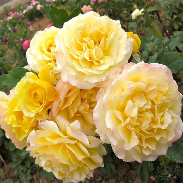 Rivedbeach Rose Seedlings Flower Seeds Perennial Growing Bonsai Corms Tubers Potted Planting Reblooming Fragrant Garden Roots Rhizomes Species Blooms Plant Bulbs Gardening Tree