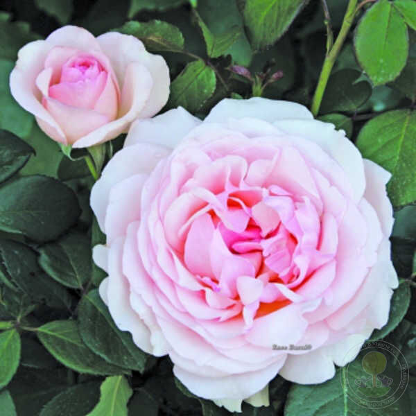 Roberto capucci Rose Seedlings Flower Seeds Perennial Growing Bonsai Corms Tubers Potted Planting Reblooming Fragrant Garden Roots Rhizomes Species Blooms Plant Bulbs Gardening Tree