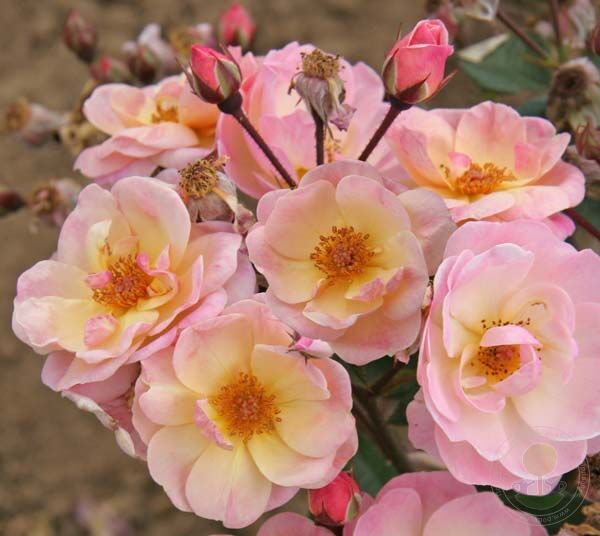 Rock  Rose Seedlings Flower Seeds Perennial Growing Bonsai Corms Tubers Potted Planting Reblooming Fragrant Garden Roots Rhizomes Species Blooms Plant Bulbs Gardening Tree - Seedsplant
