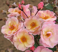 Rock  Rose Seedlings Flower Seeds Perennial Growing Bonsai Corms Tubers Potted Planting Reblooming Fragrant Garden Roots Rhizomes Species Blooms Plant Bulbs Gardening Tree - Seedsplant