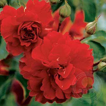 Roman Herzog Rose Seedlings Flower Seeds Perennial Growing Bonsai Corms Tubers Potted Planting Reblooming Fragrant Garden Roots Rhizomes Species Blooms Plant Bulbs Gardening Tree - Seedsplant
