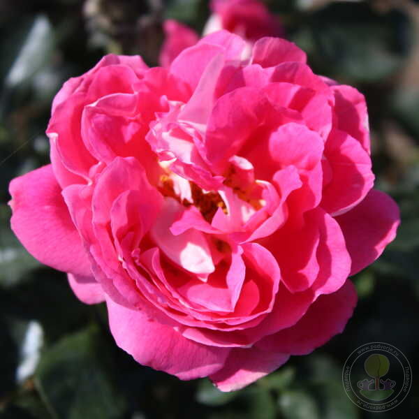 Romantic Ruffles Rose Seedlings Flower Seeds Perennial Growing Bonsai Corms Tubers Potted Planting Reblooming Fragrant Garden Roots Rhizomes Species Blooms Plant Bulbs Gardening Tree