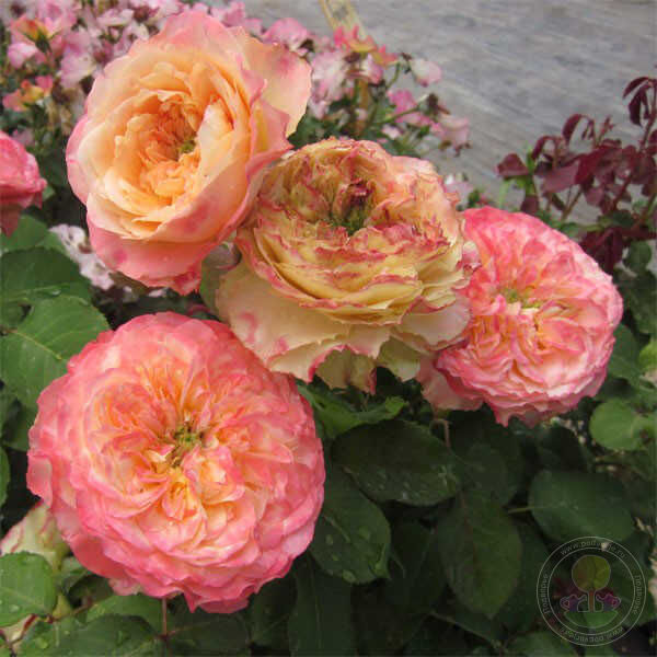 Rosedil Rose Seedlings Flower Seeds Perennial Growing Bonsai Corms Tubers Potted Planting Reblooming Fragrant Garden Roots Rhizomes Species Blooms Plant Bulbs Gardening Tree