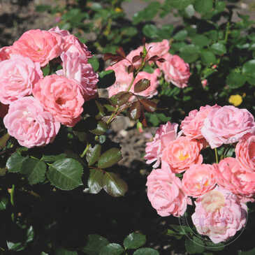 Rosali 83 Rose Seedlings Flower Seeds Perennial Growing Bonsai Corms Tubers Potted Planting Reblooming Fragrant Garden Roots Rhizomes Species Blooms Plant Bulbs Gardening Tree