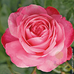 Roseanna the pletist Rose Seedlings Flower Seeds Perennial Growing Bonsai Corms Tubers Potted Planting Reblooming Fragrant Garden Roots Rhizomes Species Blooms Plant Bulbs Gardening Tree