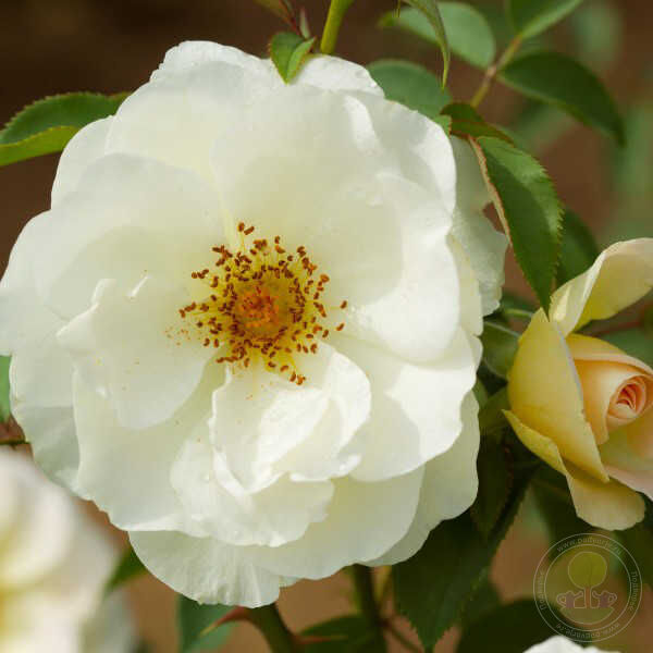 De La Paix Rose Seedlings Flower Seeds Perennial Growing Bonsai Corms Tubers Potted Planting Reblooming Fragrant Garden Roots Rhizomes Species Blooms Plant Bulbs Gardening Tree - Seedsplant