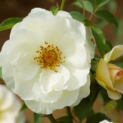 De La Paix Rose Seedlings Flower Seeds Perennial Growing Bonsai Corms Tubers Potted Planting Reblooming Fragrant Garden Roots Rhizomes Species Blooms Plant Bulbs Gardening Tree - Seedsplant