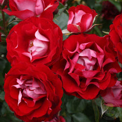 Der Einheit Rose Seedlings Flower Seeds Perennial Growing Bonsai Corms Tubers Potted Planting Reblooming Fragrant Garden Roots Rhizomes Species Blooms Plant Bulbs Gardening Tree