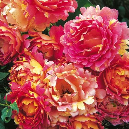 Rose des Cisterciens Rose Seedlings Flower Seeds Perennial Growing Bonsai Corms Tubers Potted Planting Reblooming Fragrant Garden Roots Rhizomes Species Blooms Plant Bulbs Gardening Tree