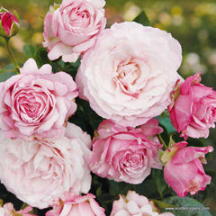Nfassinazion Rose Seedlings Flower Seeds Perennial Growing Bonsai Corms Tubers Potted Planting Reblooming Fragrant Garden Roots Rhizomes Species Blooms Plant Bulbs Gardening Tree