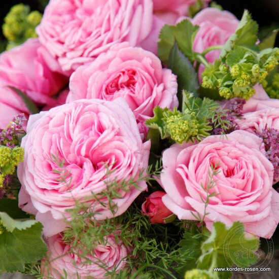 Rosengraphin maria Henrietta Rose Plant Seedlings Flower Seeds Perennial Growing Bonsai Corms Tubers Potted Planting Reblooming Fragrant Garden Roots Rhizomes Species Blooms Bulbs Gardening Tree
