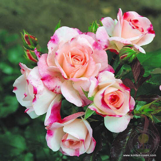 Rosenstadt freising stud kortreik Rose Seedlings Flower Seeds Perennial Growing Bonsai Corms Tubers Potted Planting Reblooming Fragrant Garden Roots Rhizomes Species Blooms Plant Bulbs Gardening Tree