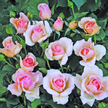 Roseto Carla Fineschi Rose Seedlings Flower Seeds Perennial Growing Bonsai Corms Tubers Potted Planting Reblooming Fragrant Garden Roots Rhizomes Species Blooms Plant Bulbs Gardening Tree - Seedsplant