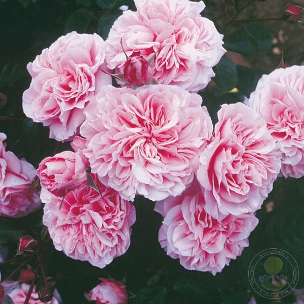 Rossetti Rose Rose Seedlings Flower Seeds Perennial Growing Bonsai Corms Tubers Potted Planting Reblooming Fragrant Garden Roots Rhizomes Species Blooms Plant Bulbs Gardening Tree