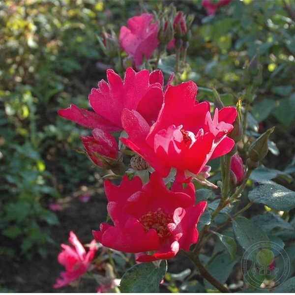 Ruby danko Rose Seedlings Flower Seeds Perennial Growing Bonsai Corms Tubers Potted Planting Reblooming Fragrant Garden Roots Rhizomes Species Blooms Plant Bulbs Gardening Tree