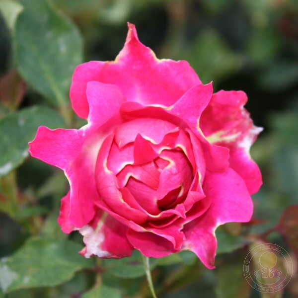 Ruffle's Joy Rose Seedlings Flower Seeds Perennial Growing Bonsai Corms Tubers Potted Planting Reblooming Fragrant Garden Roots Rhizomes Species Blooms Plant Bulbs Gardening Tree