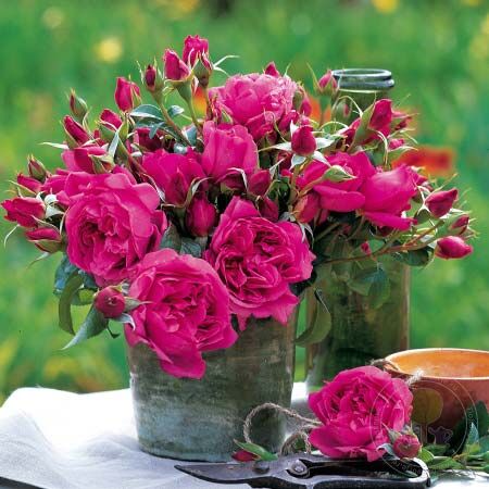 Saint exupery Rose Seedlings Flower Seeds Perennial Growing Bonsai Corms Tubers Potted Planting Reblooming Fragrant Garden Roots Rhizomes Species Blooms Plant Bulbs Gardening Tree